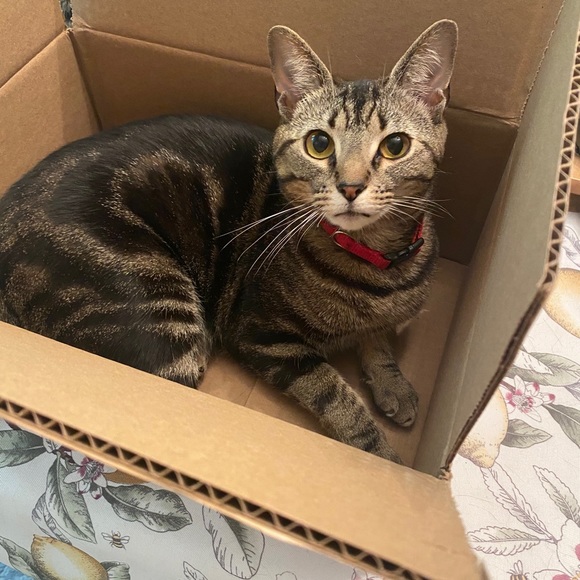 Meet your Posher, Amy - Picture 9 of 9